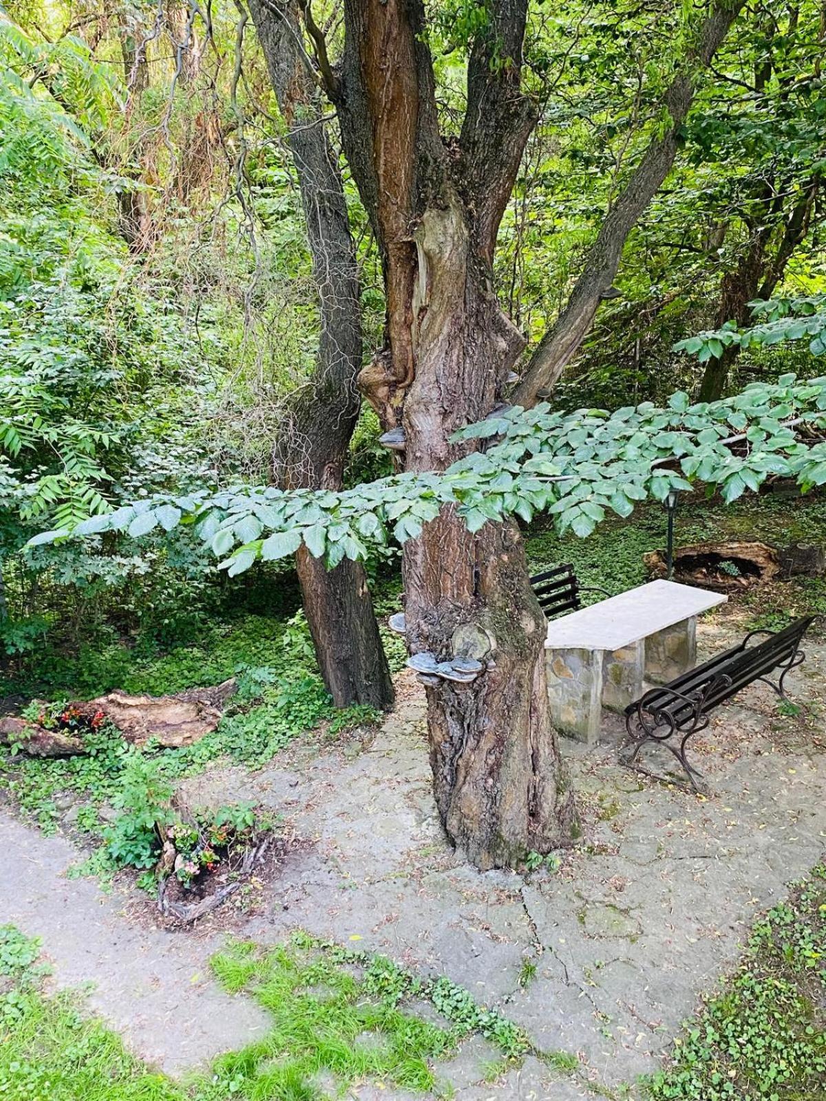 Rapsodia Pension Suceava Exterior foto
