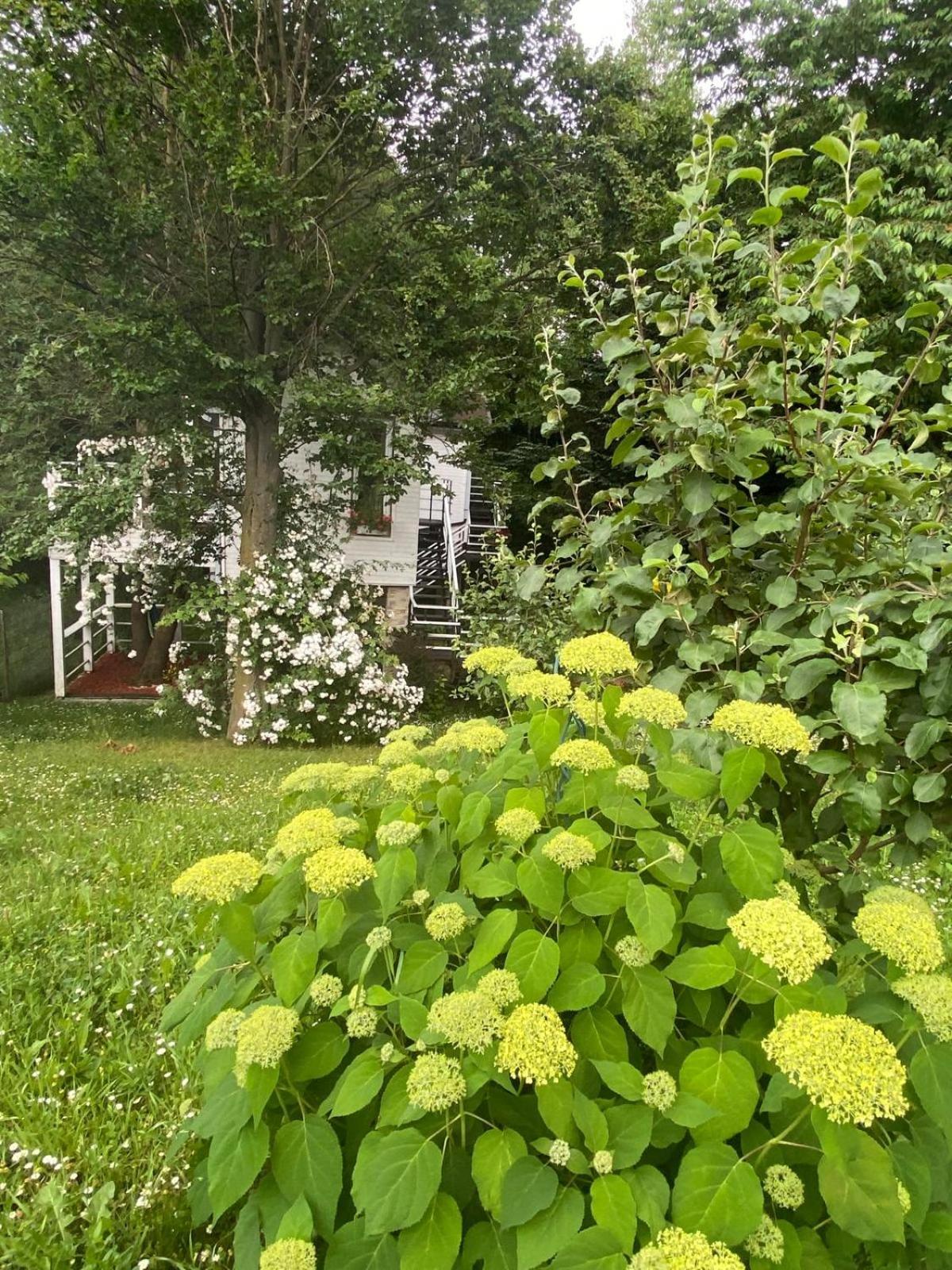 Rapsodia Pension Suceava Exterior foto